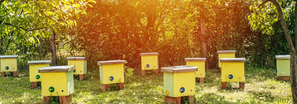 élevage des abeilles