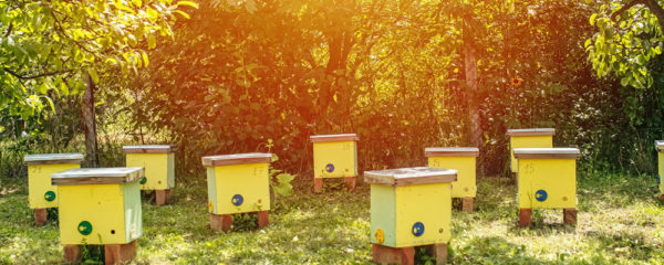 élevage des abeilles