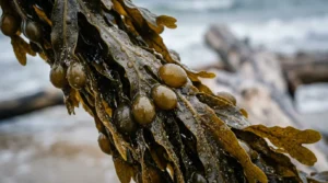 Algues brunes fraîches de Normandie riches en minéraux marins pour le rajeunissement de la peau