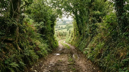 Chemin creux sinueux bordé de haies bocagères luxuriantes dans le paysage vallonné de Normandie