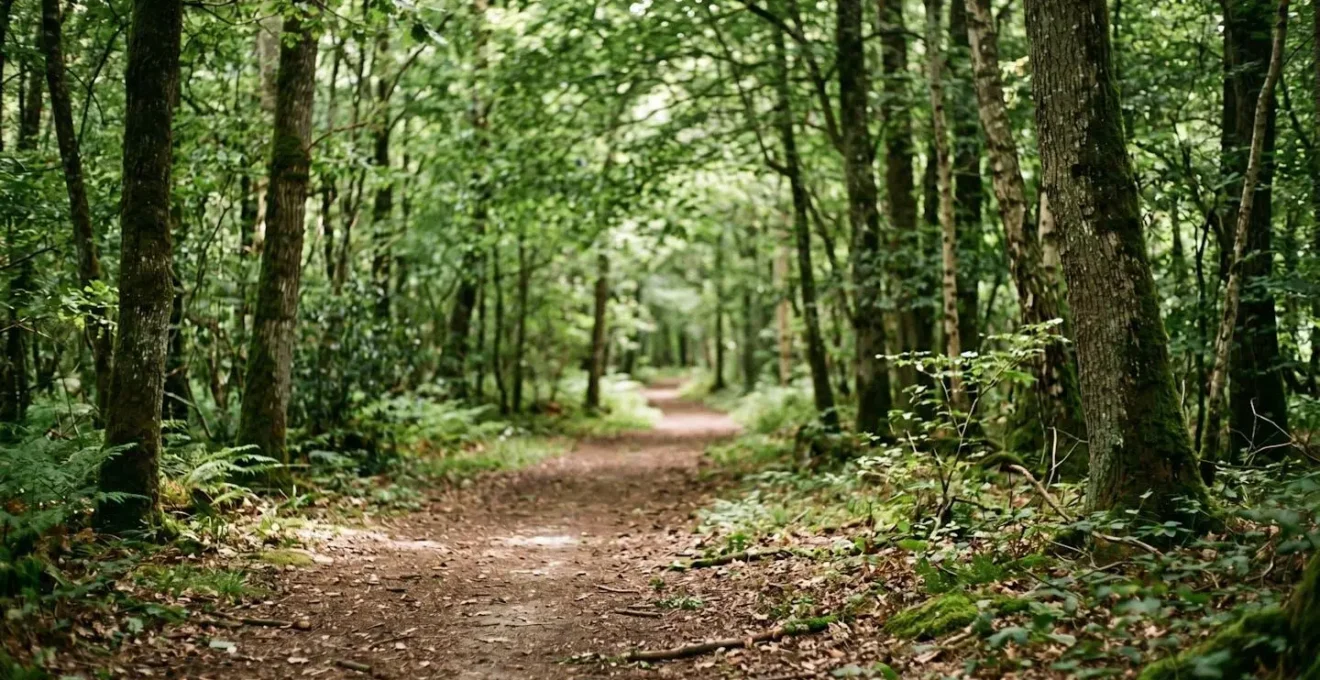 Chemin forestier normand bordé d'arbres symbolisant le retour progressif vers l'activité