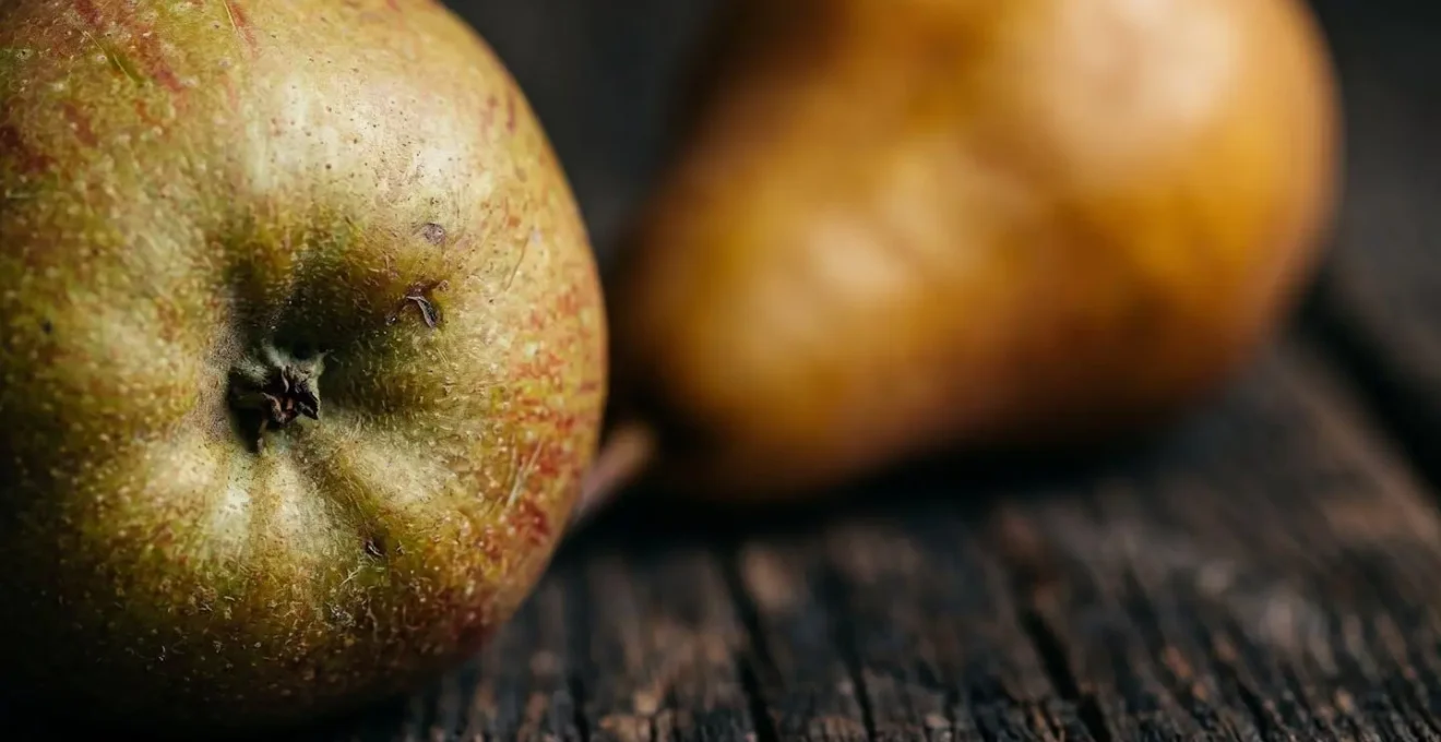 Gros plan macro sur pommes à cidre et poires à poiré pour la production de Calvados normand