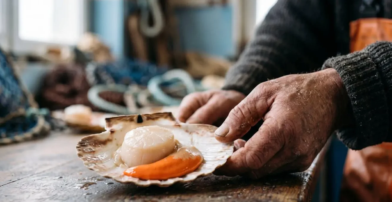 Coquilles Saint-Jacques de Normandie fraîchement pêchées, vue détaillée de la noix nacrée