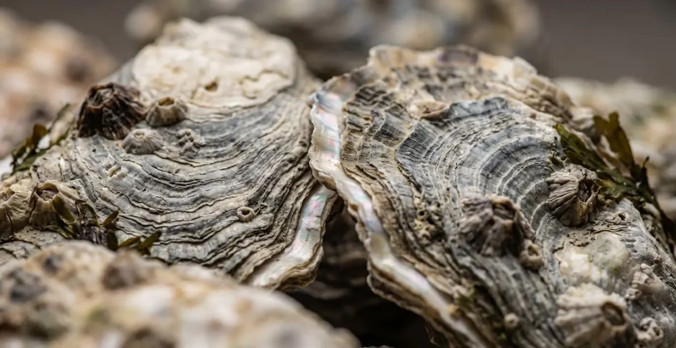 Gros plan macro sur les coquilles d'huîtres de Saint-Vaast avec détails texturaux