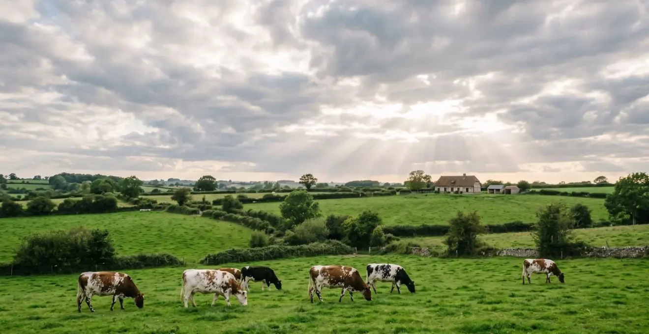 Paysage du bocage normand avec des vaches de race Normande au pâturage sous un ciel nuageux typique