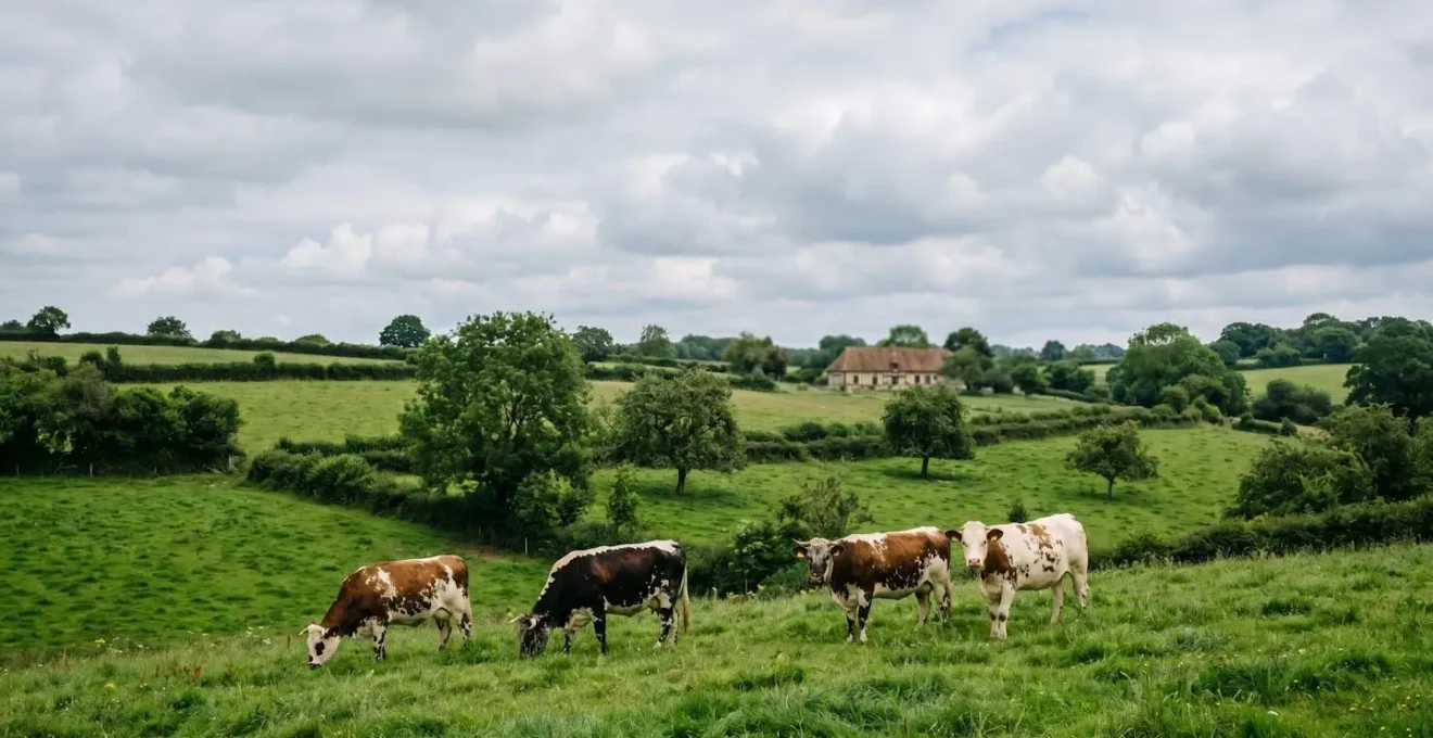 Vaches de race Normande pâturant dans le bocage normand sous un ciel nuageux typique